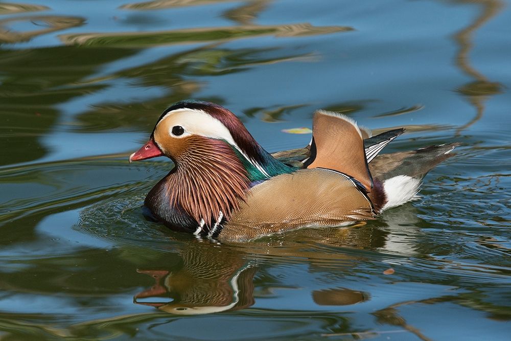 Arizona A male Mandarin Duck and reflection